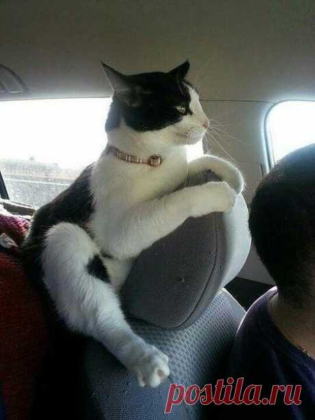 коты