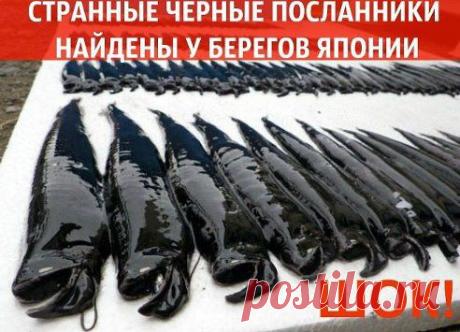 СТРАННЫЕ ЧЕРНЫЕ ПОСЛАННИКИ НАЙДЕНЫ У БЕРЕГОВ ЯПОНИИ

Человечеству грозит опасность. Ученые после увиденного, сказали только одно, что…
Продолжение тут — ok.ru/group/51810611560607