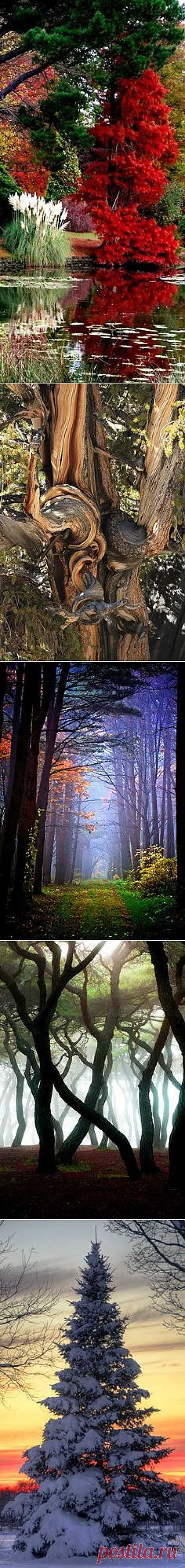 Magestic Trees