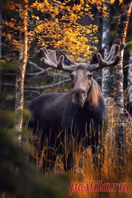maureen2musings:
“ Unexpected encounter with the king of the forest  soosseli
”