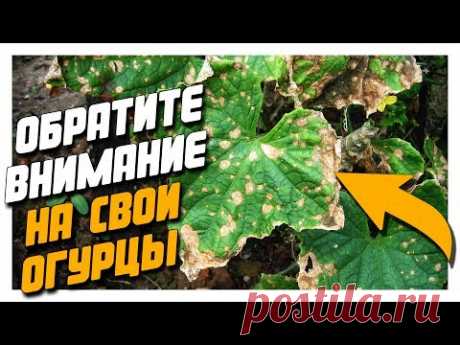 КАК СДЕЛАТЬ КАЖДЫЙ ГОД ОГУРЕЧНЫМ