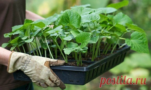 КОГДА САЖАТЬ ПЕРЦЫ, ОГУРЦЫ И ТОМАТЫ НА РАССАДУ?