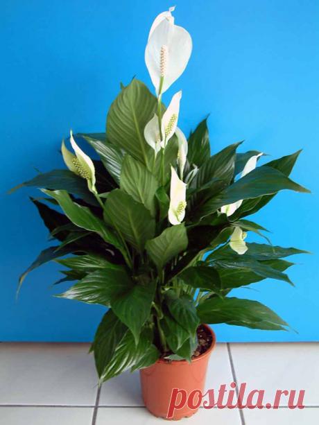 Выбираем горшок для спатифиллума Какой горшок нужен для спатифиллума? Можно ли сажать спатифиллум и антуриум в одном горшке? Как подобрать подходящий горшок? Какие емкости не подойдут? Что будет, если купить неподходящий горшочек? Подходит ли кашпо?