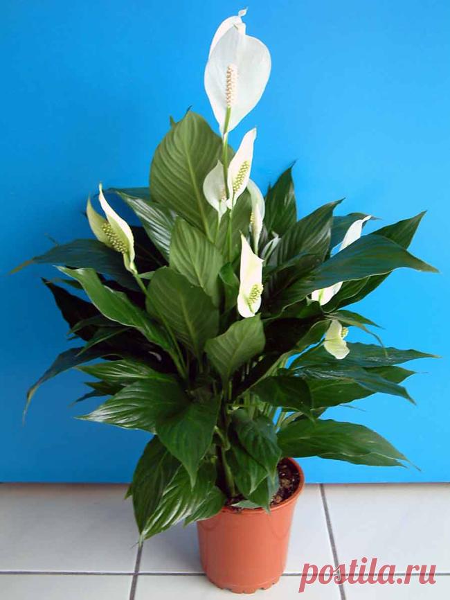 Выбираем горшок для спатифиллума Какой горшок нужен для спатифиллума? Можно ли сажать спатифиллум и антуриум в одном горшке? Как подобрать подходящий горшок? Какие емкости не подойдут? Что будет, если купить неподходящий горшочек? Подходит ли кашпо?