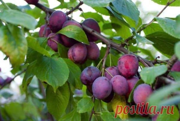 Слива подкормка весной