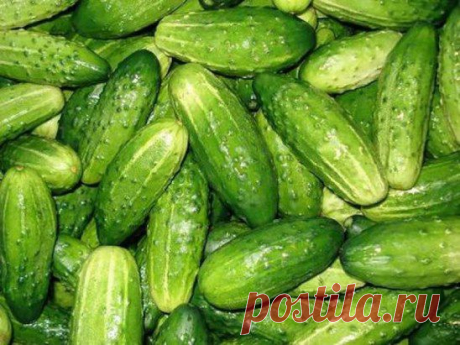 Огурцы-советыОдноклассники