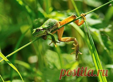 Квакша - акробакша.