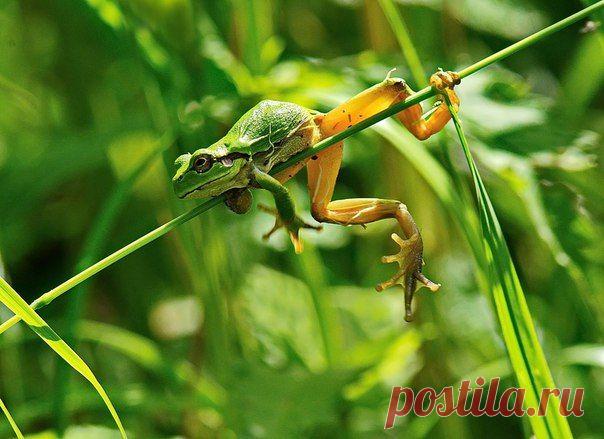 Квакша - акробакша.