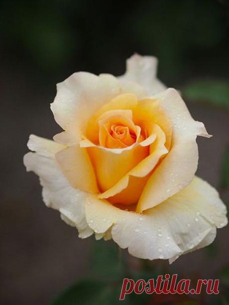 Perfect Pastel Yellow Rose,  flickr от T.Kiya |  Pinterest: инструмент для поиска и хранения интересных идей