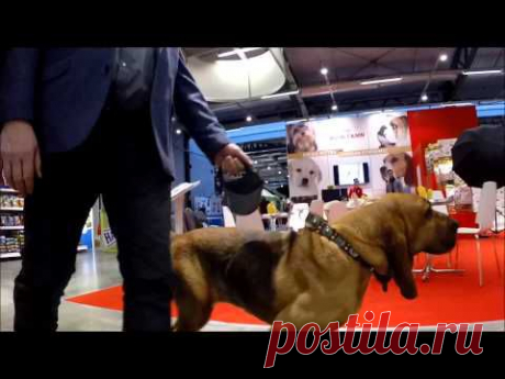 (+1) тема - &quot;Мы - Собаки&quot; | ВИДЕОСМАК