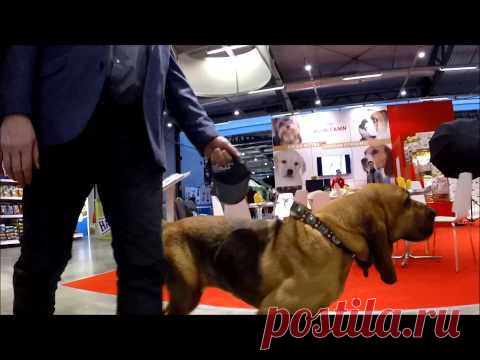 (+1) тема - "Мы - Собаки" | ВИДЕОСМАК