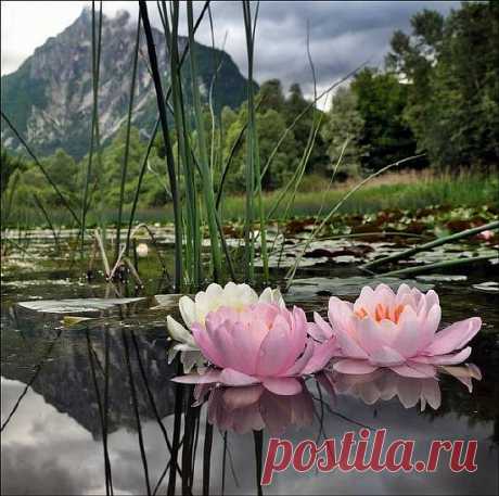 Сияние Розы Жизни - klasnaia.priepodsha@mail.ru - Почта Mail.Ru