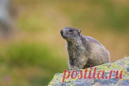 Опасность для России нашествия больных чумой сурков оценили. В России полным-полно очагов заражения грызунов чумой, однако случаев заражения людей очень мало, обратил внимание бывший главный инфекционист Москвы, вирусолог Николай Малышев. В беседе с «Лентой.ру» он оценил опасность нашествия больных чумой сурков, которые приходят в Россию из Монголии.