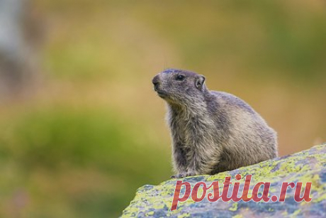 Опасность для России нашествия больных чумой сурков оценили. В России полным-полно очагов заражения грызунов чумой, однако случаев заражения людей очень мало, обратил внимание бывший главный инфекционист Москвы, вирусолог Николай Малышев. В беседе с «Лентой.ру» он оценил опасность нашествия больных чумой сурков, которые приходят в Россию из Монголии.