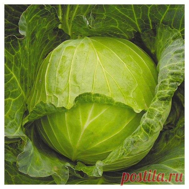 КАПУСТА