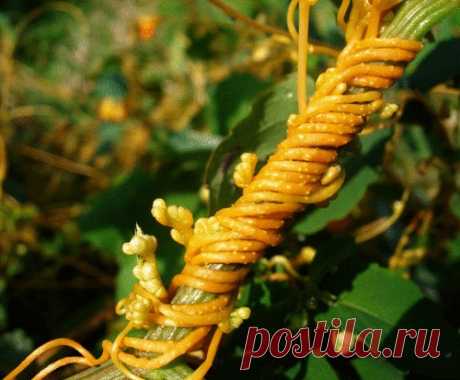 Мой метод борьбы с повиликой