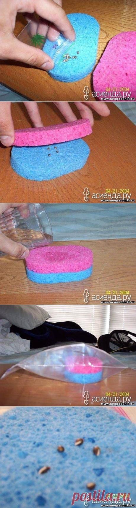 Рассада без заморочек: Группа Практикум садовода и огородника