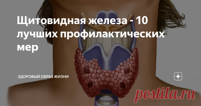 Щитовидная железа - 10 лучших профилактических мер Щитовидная железа представляет собой железу в форме бабочки, которая расположена на передней части шеи и она богата кровеносными сосудами.
Нервы, важные для качества голоса, также проходят через щитовидную железу.  Она выделяет несколько гормонов, которые в совокупности называются гормонами щитовидной железы.
Гормоны щитовидной железы действуют по всему телу, влияя на обмен веществ, рост и развити
