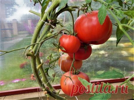 Мои помидоры-чемпионы | Цветочная душа | Яндекс Дзен