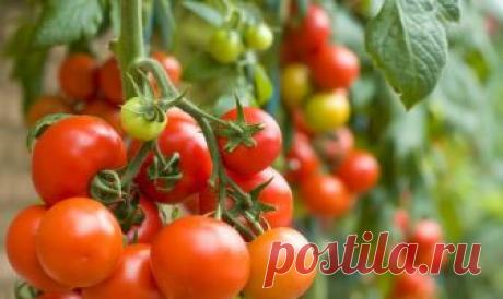 Как выращивать томаты по лунному календарю в 2019 году?