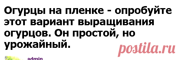 Огурцы на пленке - опробуйте этот вариант выращивания огурцов. Он простой, но урожайный. - Садоводка