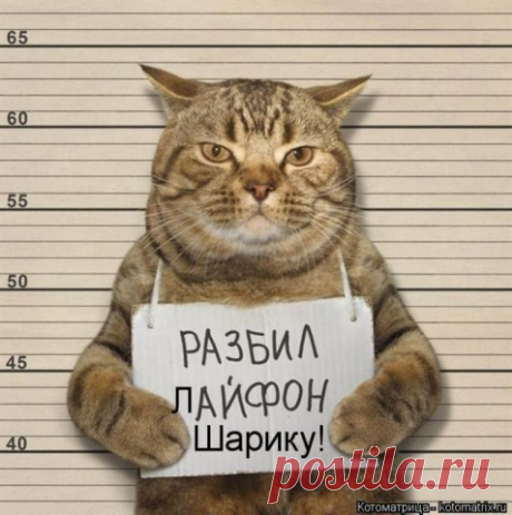 Смешные картинки с животными