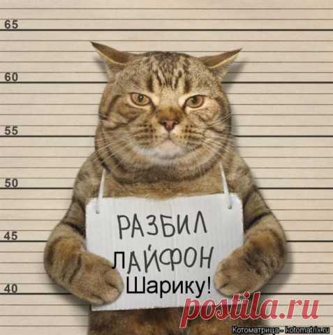 Смешные картинки с животными