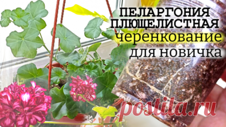 Пеларгония плющелистная ("Плюша"): как легко размножить черенком. Шаги укоренения и результат. | Сад Фрейи | Дзен