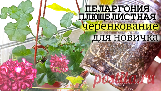 Пеларгония плющелистная (