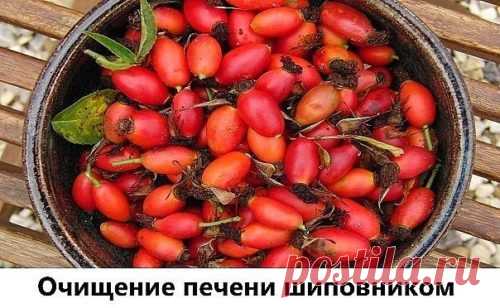 Очищение печени шиповником с сорбитом по Неумывакину