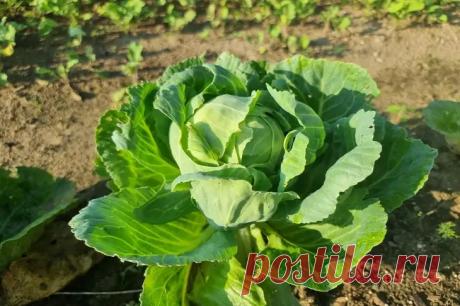 Как вырастить крепкую рассаду капусты: кочаны порадуют размером и сочностью. Стремитесь к тому, чтобы ваша капуста поражала размерами и вкусом? Успех начинается с крепкой рассады, которая требует внимания к деталям.  
