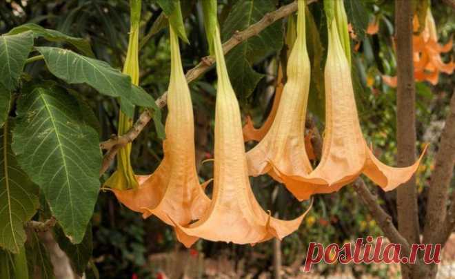 Страшные наркотики, о которых мы даже не догадываемся / Научный хит