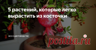 5 растений, которые легко вырастить из косточки Вырастить растения из косточек в домашних условиях не так уж и сложно. Для этого даже не обязательно специально что-то приобретать. Можно использовать те фрукты, которые покупаете для еды.
