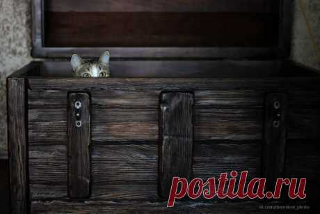 (16) Facebook
«Истории старого сундука». Фотограф: Александр Дверников.
А как бы вы назвали это фото?