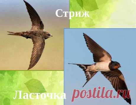Чем ласточка отличается от стрижа: разница, отличие между птицами - описание и фото