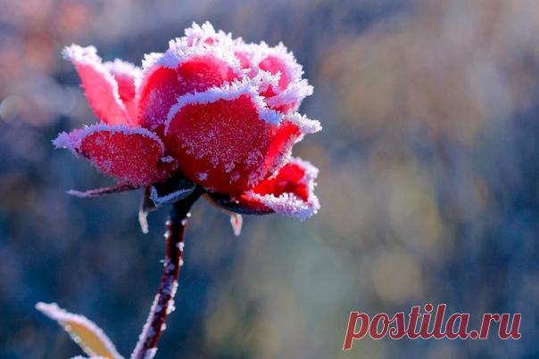 КАКОЙ СЕГОДНЯ ПРАЗДНИК? 15 Ноября 2019 г. – Пятница • День молочных коктейлей • День подразделений по борьбе с организованной преступностью (ОБОП, УБОП, РУБОП) МВД РФ31 год • День шоколадного кекса (Chocolate Cupcake Day) • Всероссийский день призывника27 лет • Всемирный день вторичной переработки (Global Recycling Day) • День писателя в заключении (Day of the Imprisoned Writer)38 лет • День Каспийской флотилии297 лет • День петербургского бухгалтера • Праздник Шуйской-Смоленской иконы Божией…