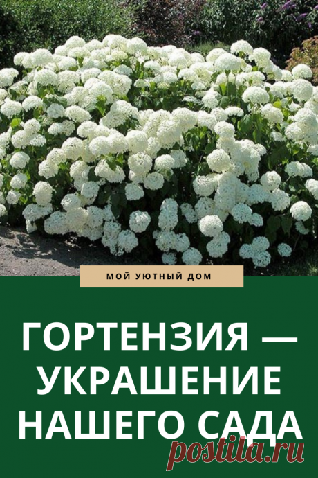 выращиваем гортензию для сада