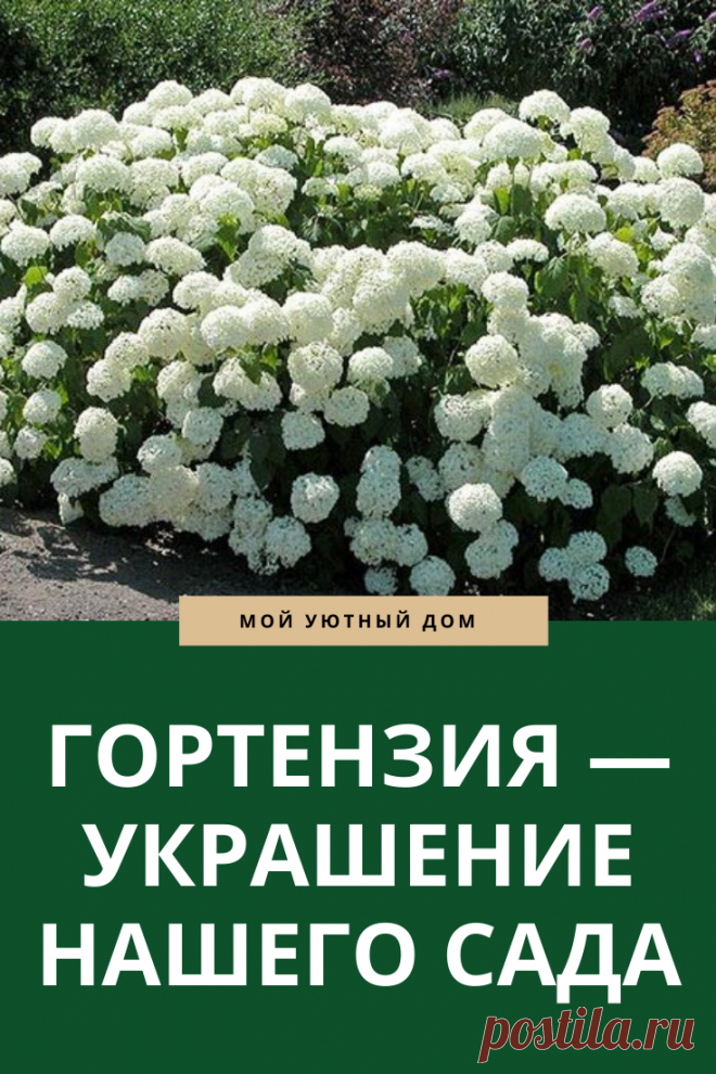 выращиваем гортензию для сада