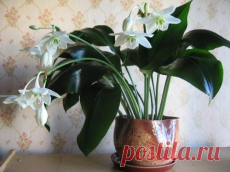 g&gt;Полезные советы для комнатных растений.