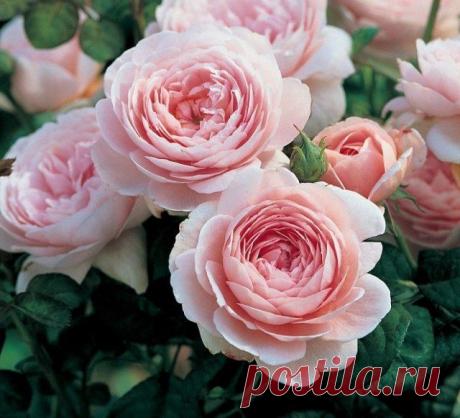 Цветы, похожие на пионы – фото, названия и особенности выращивания | Прочие многолетники (Огород.ru)