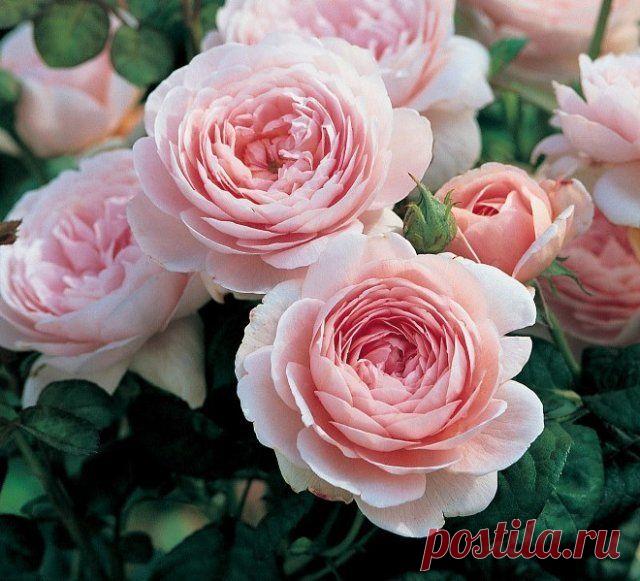 Цветы, похожие на пионы – фото, названия и особенности выращивания | Прочие многолетники (Огород.ru)