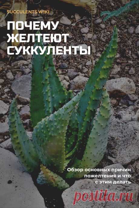 Почему желтеют листья суккулентов: 7 причин с фото