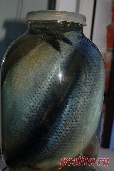 засолка скумбрии и сельди