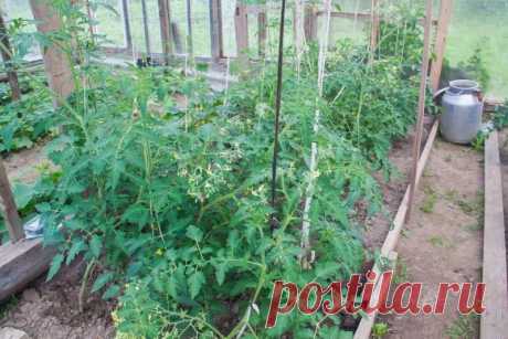 Как продлить плодоношение огурцов и томатов: секреты августа, о которых молчат соседи. Результат порадует любого огородника, решившего не сдаваться раньше времени.