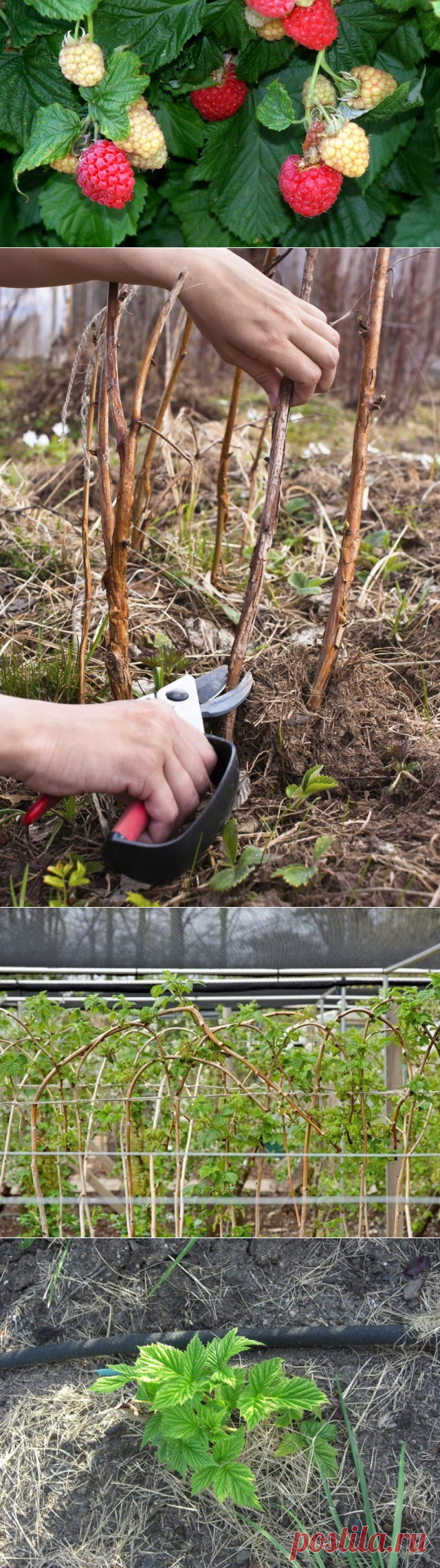 Весенний уход за малиной