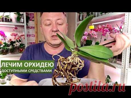 БЕСПЛАТНАЯ ОРХИДЕЯ с ГНИЛЫМИ КОРНЯМИ и ЦВЕТУЩИМ ЦВЕТНОСОМ лечим доступными средствами