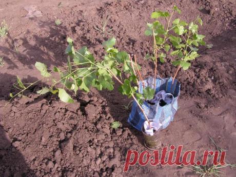 Белая смородина: посадка, уход, обрезка и размножение Белая смородина – это разновидность красной и родственница черной смородины и крыжовника. Поэтому агротехника и уход за этими культурами во многом схожи. Однако выращивание белой смородины имеет некот...