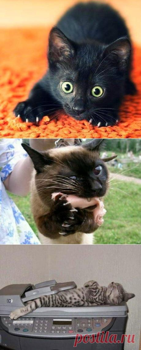 Удачные кото-кадры.