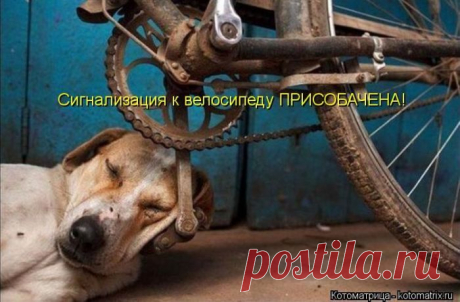 Сигнализация к велосипеду ПРИСОБАЧЕНА.  ---   Лучшие картинки от Котоматрицы / Писец - приколы интернета