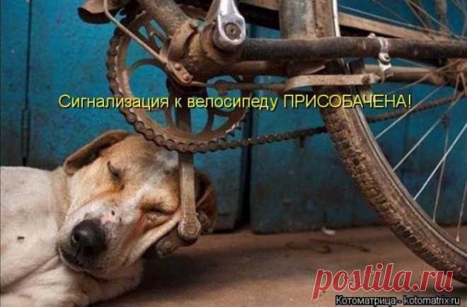 Сигнализация к велосипеду ПРИСОБАЧЕНА.  ---   Лучшие картинки от Котоматрицы / Писец - приколы интернета